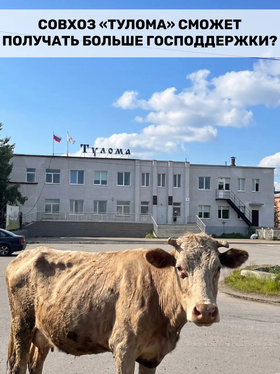 Федеральные субсидии для молочных хозяйств теперь доступны и для предприятий с долей государства или муниципалитета свыше 25%. В Мурманской области это может помочь, но в совхозе «Тулома» говорят о критической ситуации и сомневаются, что помощь придёт вовремя.