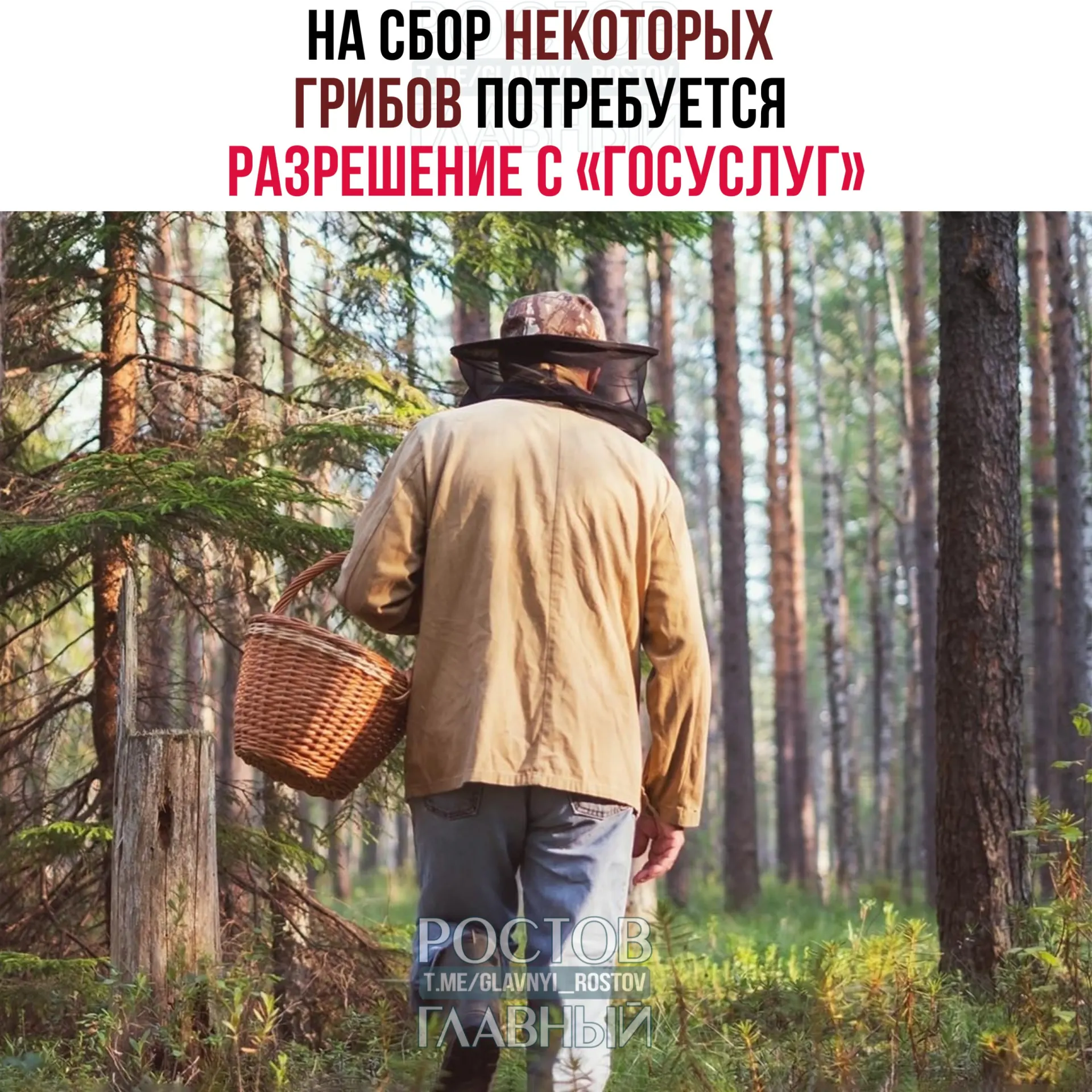 Сбор ряда редких и охраняемых грибов станет возможным только по разрешению, оформляемому на портале «Госуслуги». Заявления будут рассматриваться 15 дней; за незаконный сбор краснокнижных видов предусмотрена уголовная ответственность.
