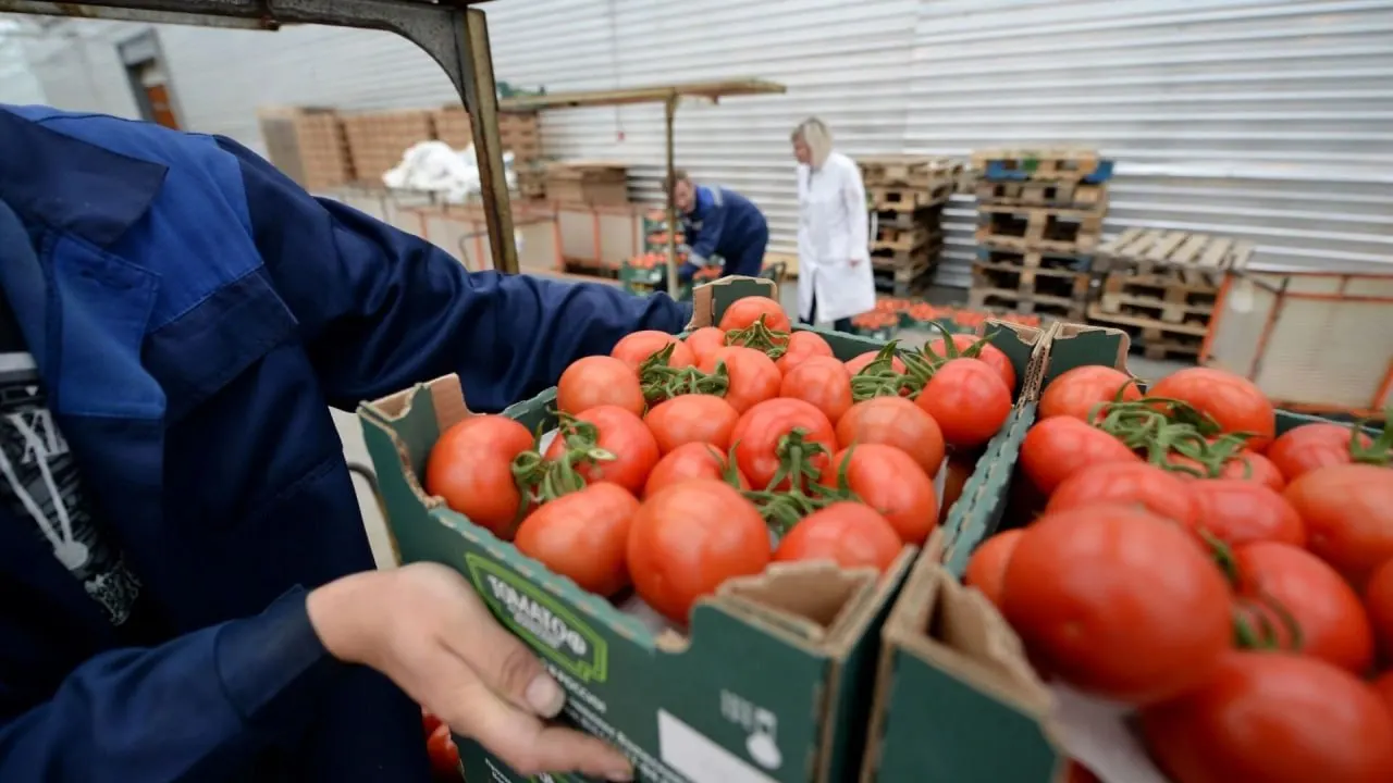 С 12 июня временно запрещён ввоз и транзит любой подкарантинной продукции из Армении из‑за систематических выявлений карантинных объектов; ограничения действуют до согласования механизма контроля и отслеживания грузов.