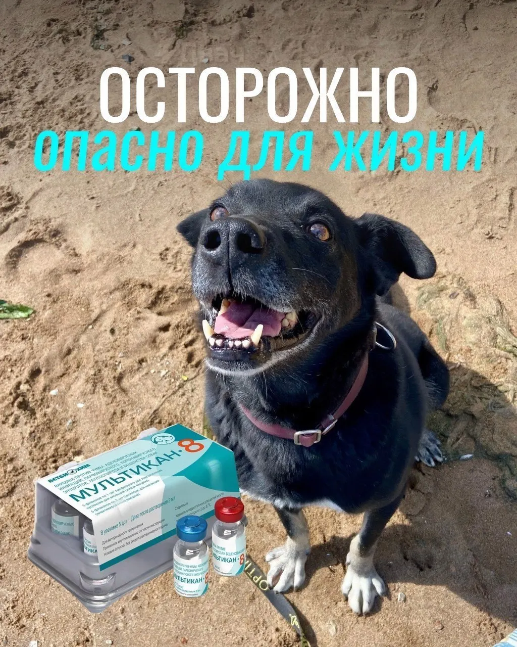 После прививок у собак наблюдались судороги, кровавая рвота и иные осложнения; часть животных погибла, но связь вакцина с гибелью пока не доказана.